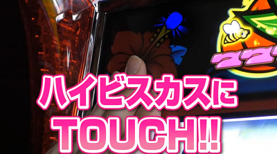 ドキドキマンゴー│ハイビスカスにタッチ